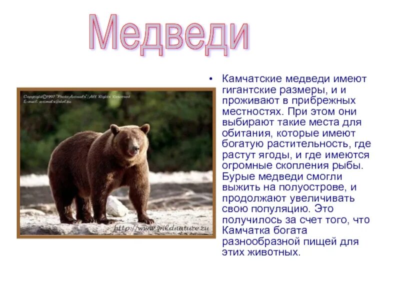 Рассказ про Камчатского бурого медведя. Камчатский бурый медведь описание. Камчатский бурый медведь медведь описание. Описание медведя. Описание медведя по плану