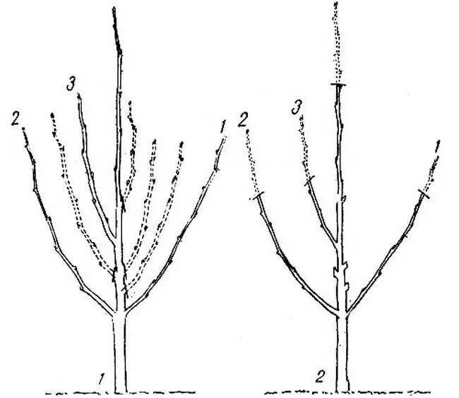 Правильно обрезать саженцы. Формировка саженца яблони. Схема обрезки яблони весной. Схема обрезки груши весной. Обрезка груши схема.