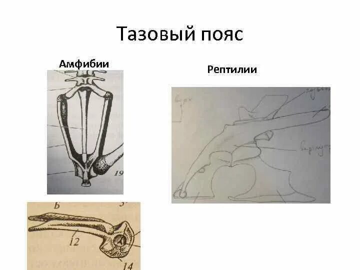 Задние конечности ящерицы. Пояс задних конечностей пресмыкающихся тазовый пояс. Пояс задних конечностей у пресмыкающихся. Задняя конечность и тазовый пояс лягушки сбоку. Тазовый пояс и задняя конечность ящерицы.