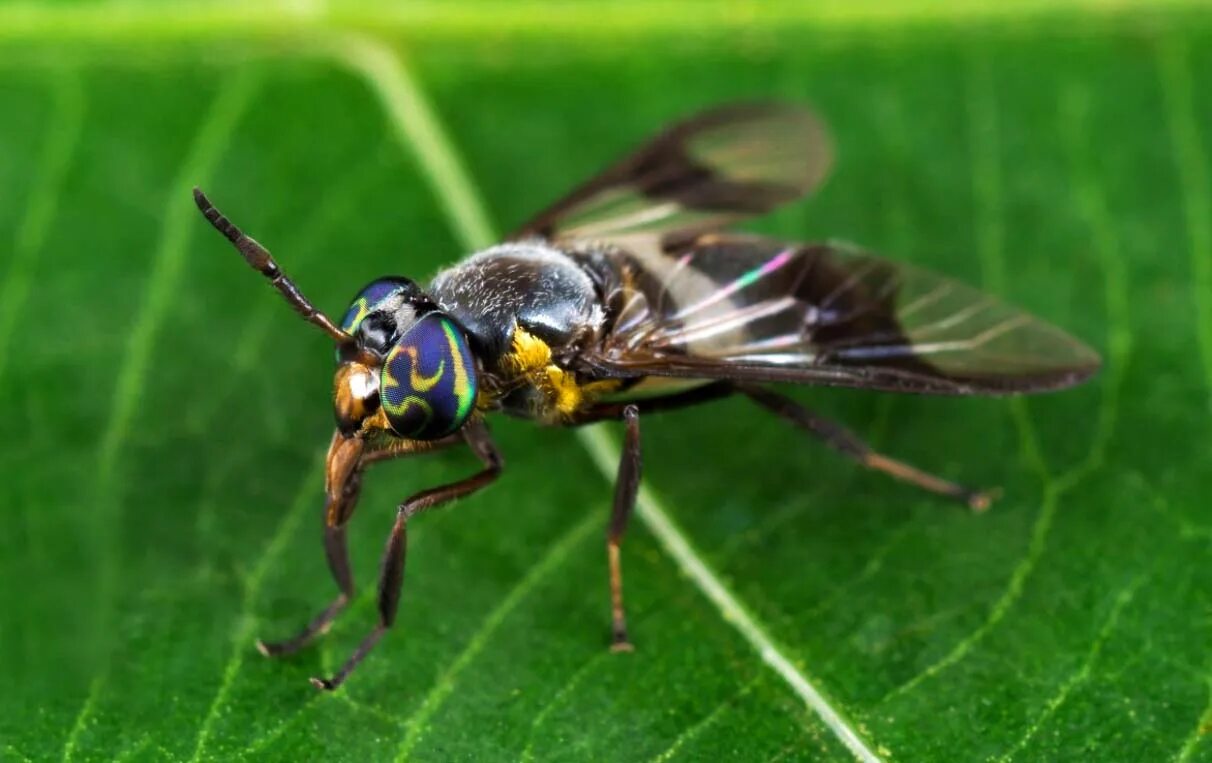 Слепень бычий Tabanus bovinus. Муха слепень. Слепень Tabanus chrysurus. Слепень и Овод.