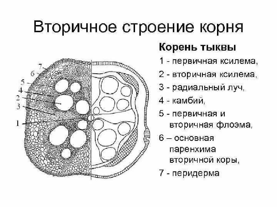 Анатомическое строение корня тыквы. Первичное строение корня тыквы. Поперечный срез корня тыквы. Поперечный срез корня тыквы строение. Ксилема и флоэма корня