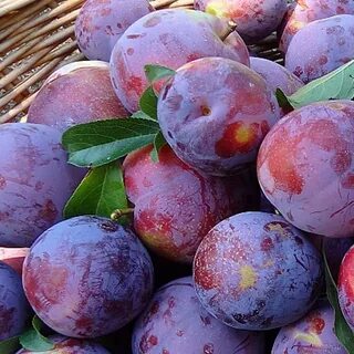 Самая вкусная слива