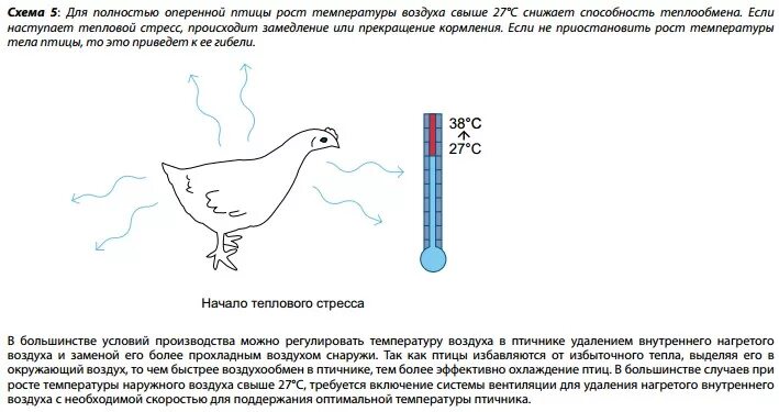 Почему птицы поддерживают высокую температуру тела