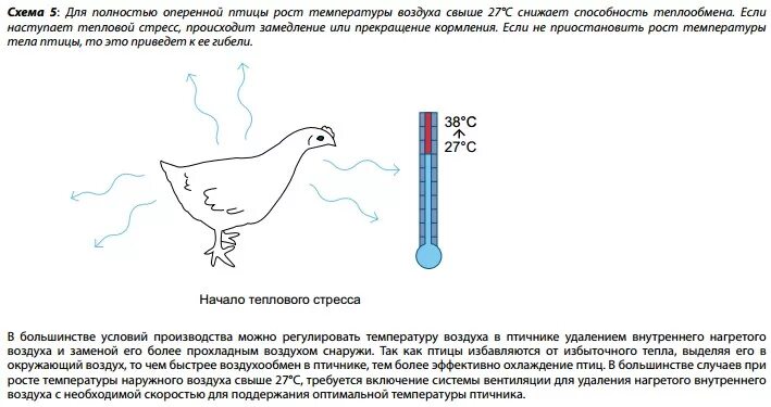 Температура тела кур
