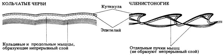 Черви покрыты кутикулой. Строение покровов кольчатых червей. Кольчатые черви покровы. Покровы тела кольчатых червей 7 класс. Строение покровов тела у кольчатых червей.