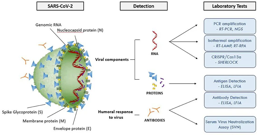ПЦР SARS-cov-2. Антигенная структура SARS-cov-2. Коронавирус SARS-cov 2, антиген. ПЦР С обратной транскрипцией. Sars cov 2 ответы на тест