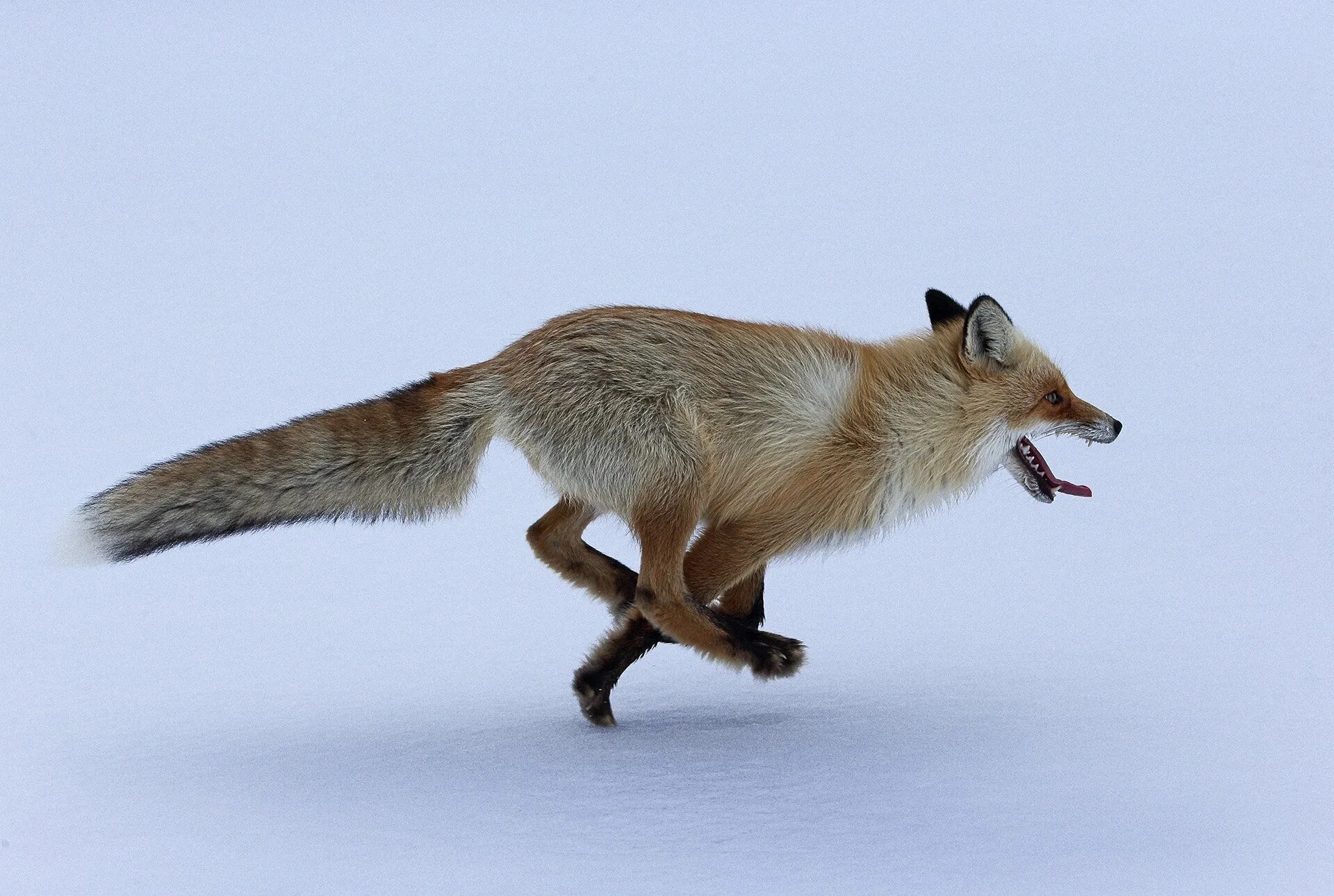 Лисица гонится за косулей скорость лисицы 11. Лиса бежит. Лиса убегает. Лисенок бежит. Бег лисы.