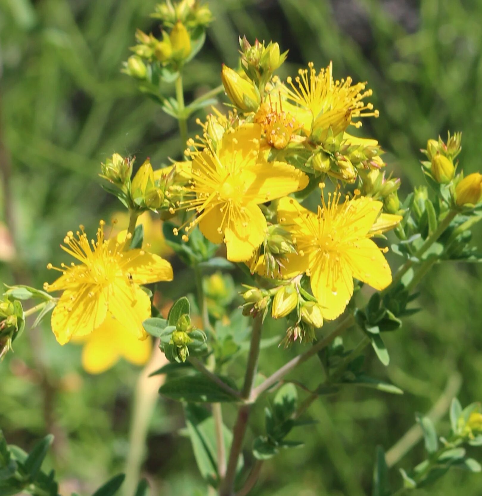 Зверобой горный(Hypericum montanum l.). Зверобой Гиперикум. Зверобой чашечковидный. Трава зверобоя продырявленного.