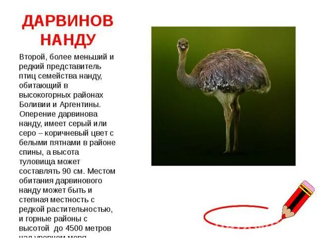 Отряд страусообразные представители таблица. Американский страус нанду. Африканский нанду. Отсутствует у страуса и нанду обеспечивает амортизацию. Отсутствует у страуса и нанду обеспечивает амортизацию.