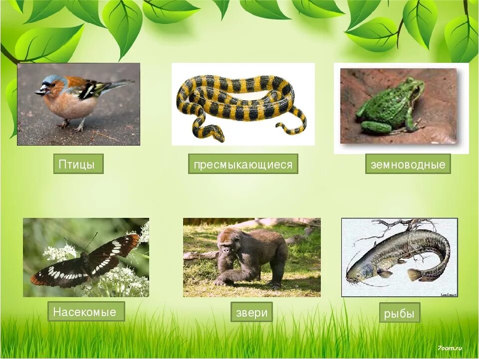 Какие видов групп животных