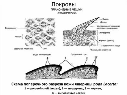 Покровы позвоночных животных представлены одним слоем эпителия