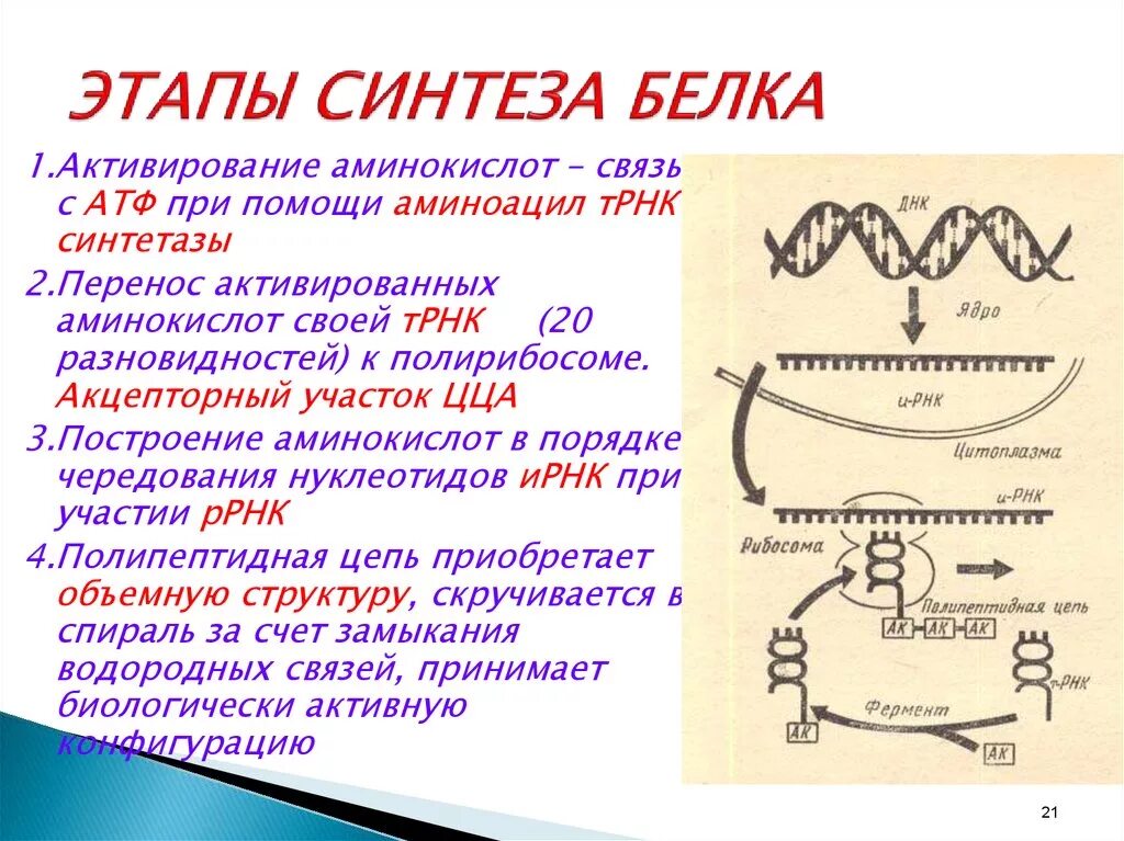 Как происходит процесс биосинтеза. Как происходит процесс биосинтеза