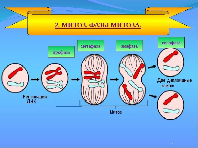 Метафаза деление