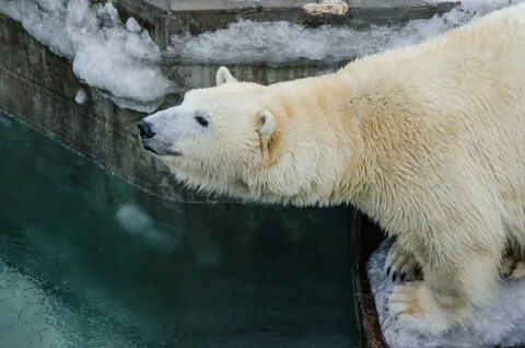 Новосибирский зоопарк веб