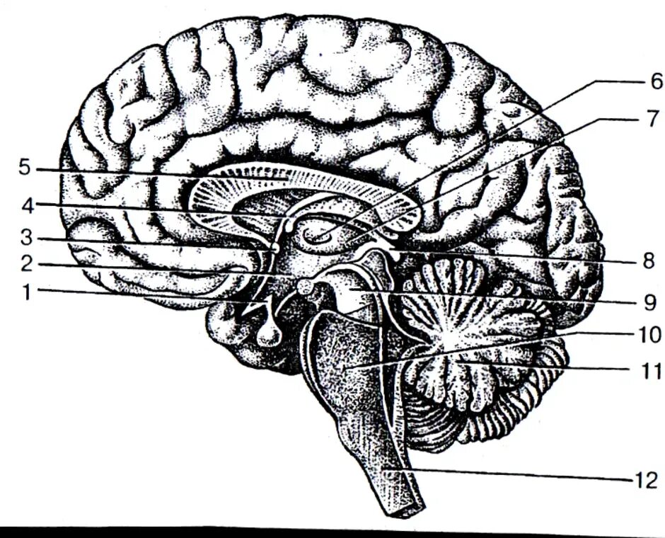 Мозг без подписей. Биология отделы головного мозга. Строение головного мозга спереди. Сагиттальный разрез мозга рисунок. Строение головного мозга сбоку.