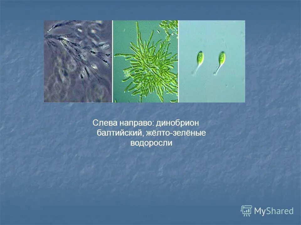 К зеленым водорослям относят. К зеленым водорослям относят. Зеленые водоросли хлорелла. Зелеными водорослями являются. Chlorophyta отдел зелёные водоросли.