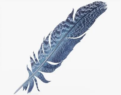 Feather 3d