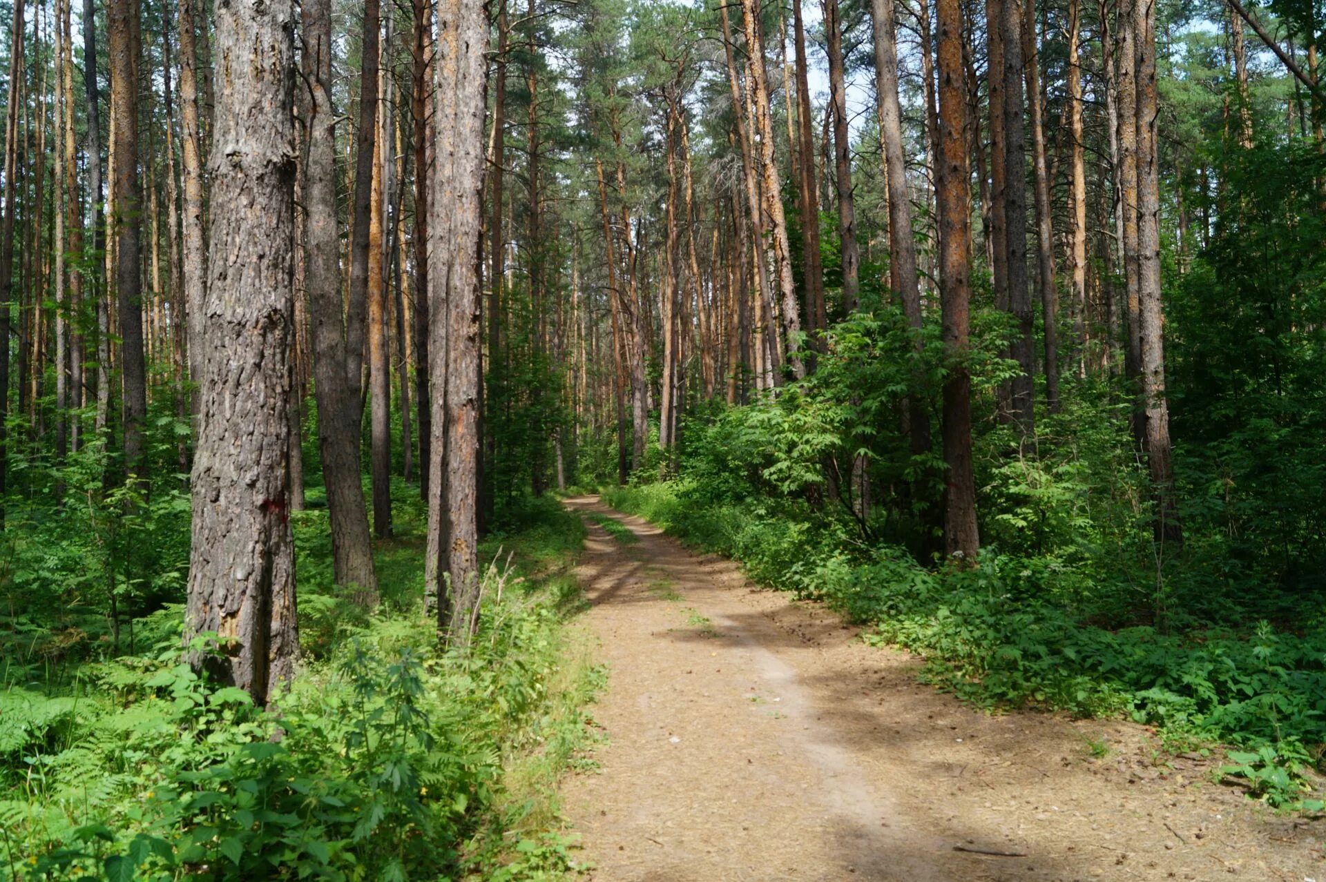 Можно ли посещать леса. Танаевский лес Елабуга. Середняковский лес. Светлогорский лес. Логойские леса.