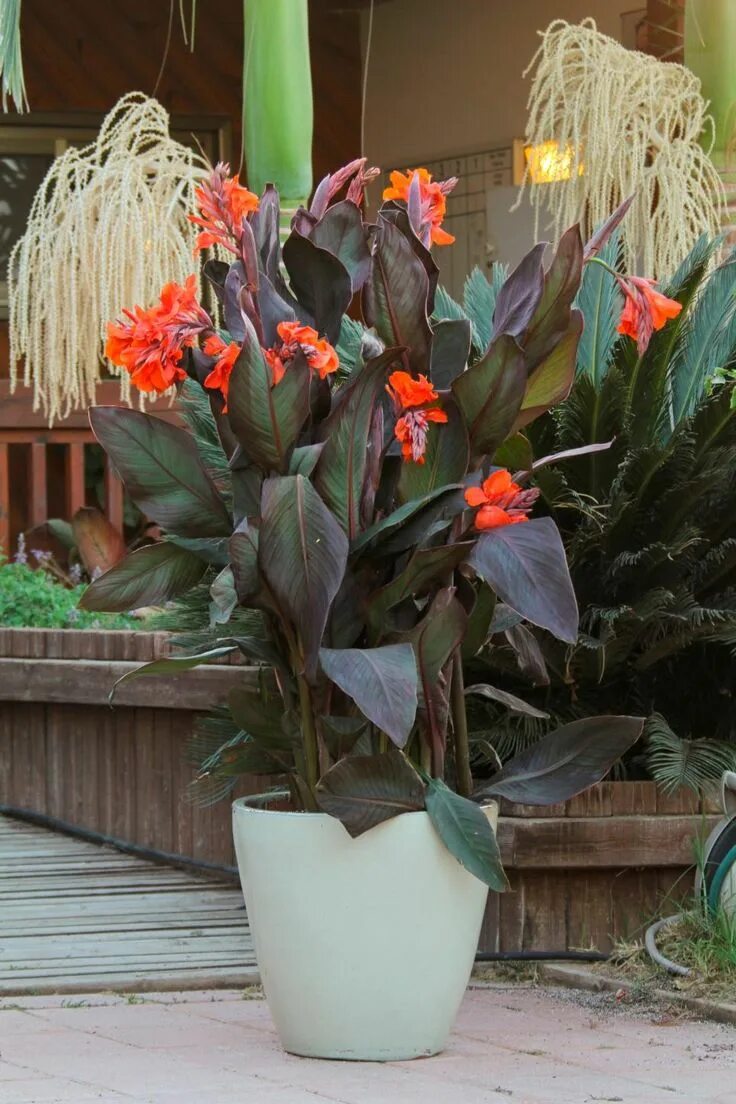Канна цветок домашний. Канна садовая (canna generalis). Канна горшечная. Канна квин шарлотт в вазоне. Канны цветы в горшке.