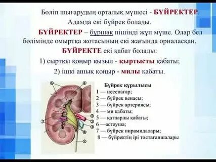 Ашық писканың зәр шығару фотосы