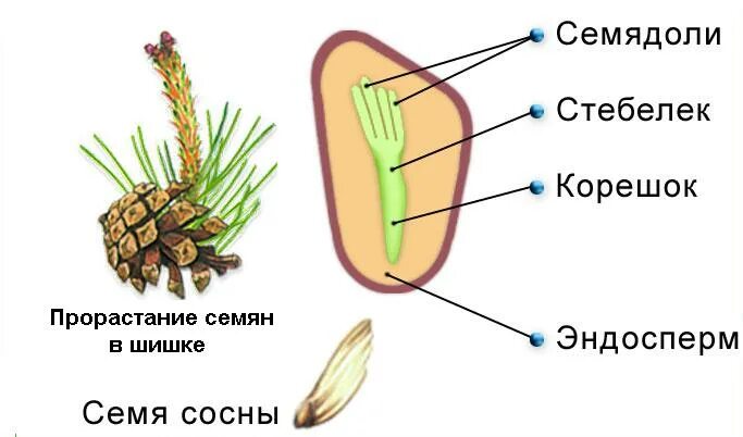 Строение голосеменных и покрытосеменных. Строение семени покрытосеменных растений. Строение семени голосеменных растений. Эндосперм и семядоли. Строение семени сосны.