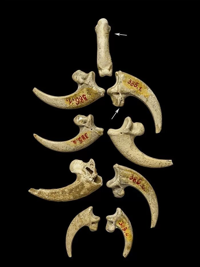 Ожерелье из зубов вектор. Челюсть монстра референс. Клыки и хвост. Рога демона. Клык модель зуба.