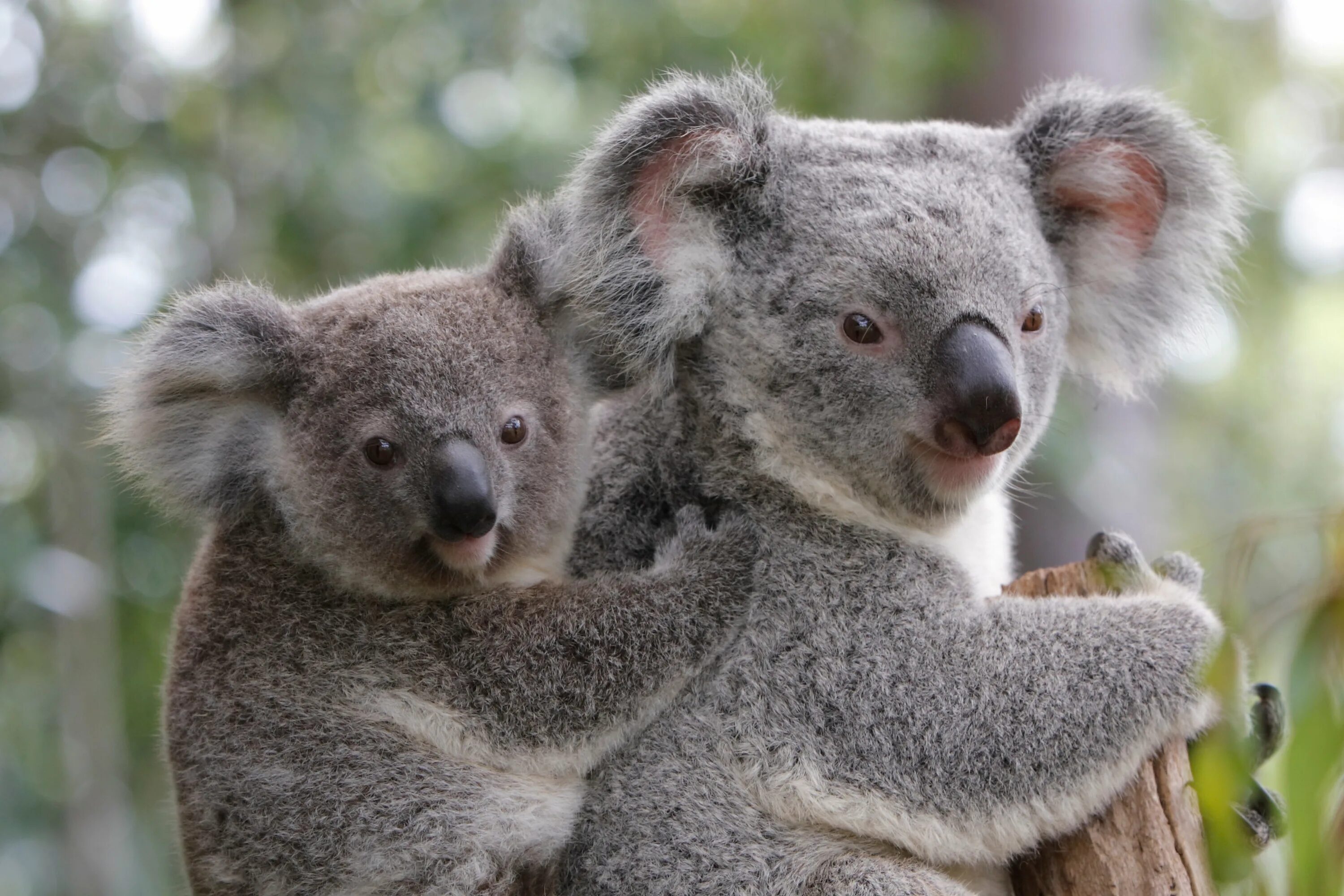 Коала сумчатое. Кенгуру и коала. Австралия кенгуру и коала. Коала на эвкалипте.