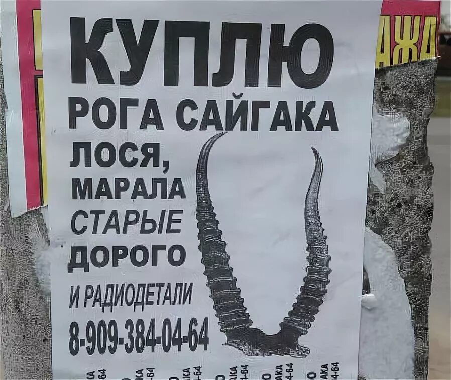 Закупаю рога. Сайгачьи рога. Продам рога. Скупаем рога дорого. Купли рогов