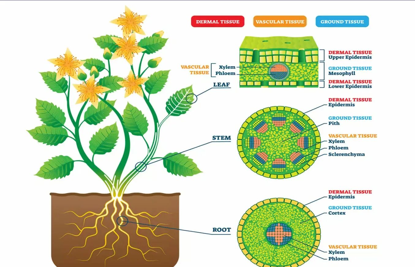 Какие ткани есть в корне растения. Меристема ткани растений. Клетки меристемы растений. Строение растения. Образовательная ткань растений.