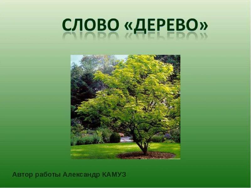 Значение слова дерево. Дерево слов. Текст на дереве. Красивые слова о деревьях. Формы слова дерево.