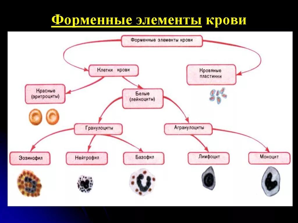 Перечислите элементы крови. Схема строения форменных элементов крови. Форменные элементы крови. Агранулоциты. Форменные элементы крови(ФЭК). Форменные элементы крови рисунок с обозначениями.