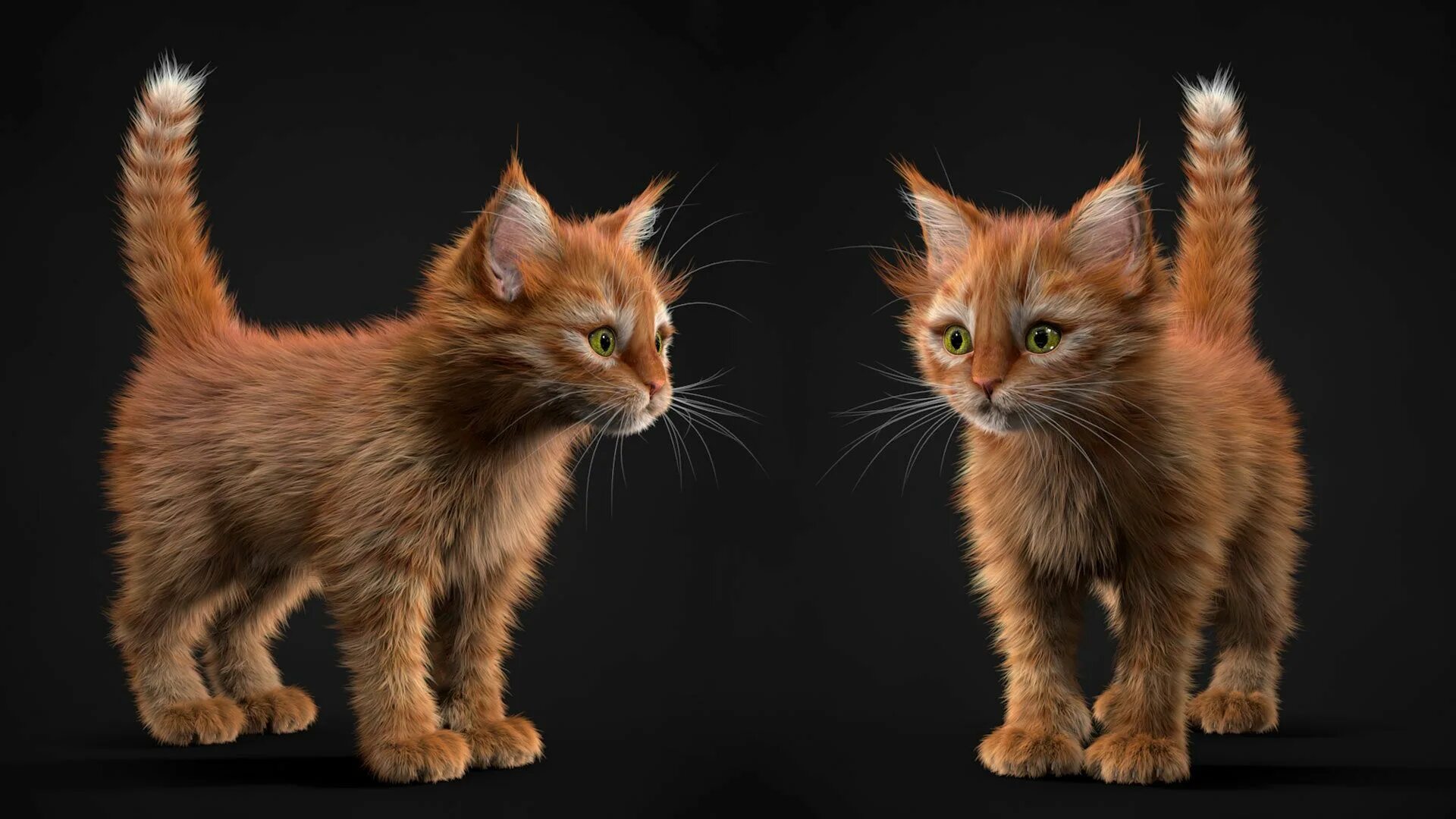 3 д кот. Котенок 3d. кот 3д. котёнок рыжий 3д. котенок модель.