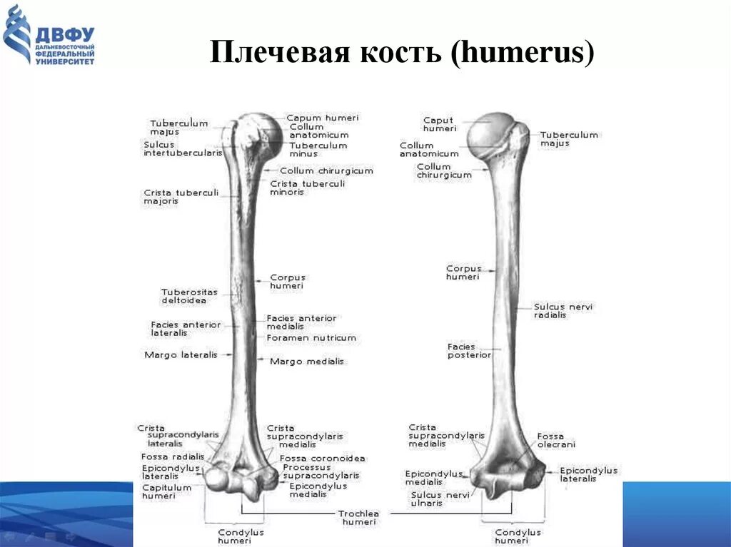 Хирургический латынь. Строение плечевой кости анатомия на латыни. Плечевая кость анатомия строение на латыни. Строение плечевой кости на латыни. Плечевая кость анатомия латынь.