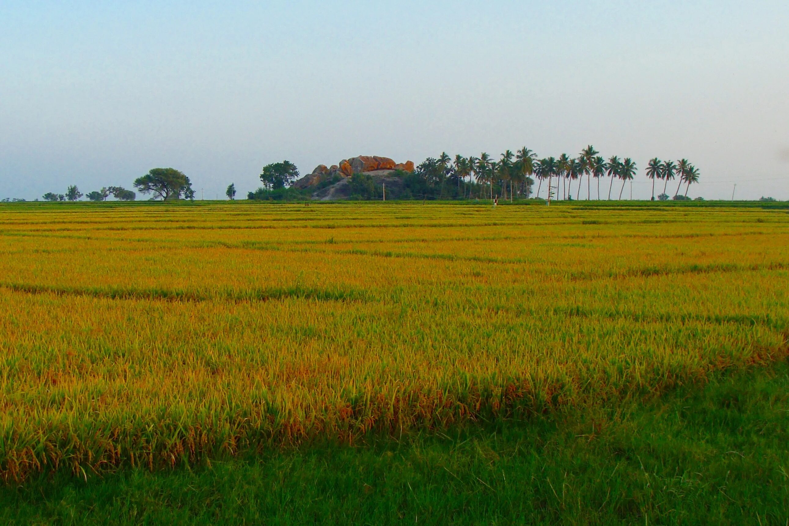 They rice in the fields