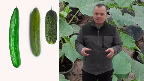 Огурец для открытого грунта отзывы