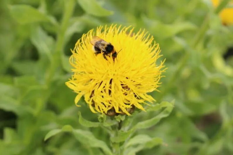 Василек желтый крупноголовый. Василек крупноголовый (Centaurea macrocephala). Желтый Василёк гроссгеймия. Василек Эмир крупноголовый.