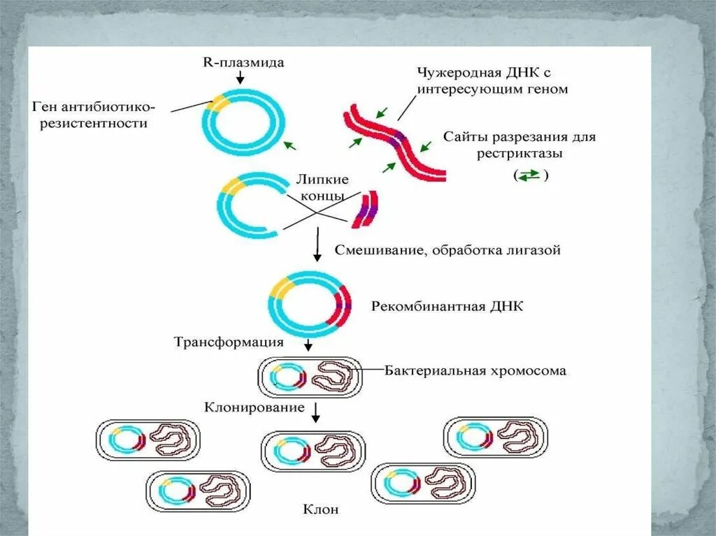 Исследователь трансформировал клетки бактерий плазмидой содержащей ген. Метод получения рекомбинантных плазмид. Метод рекомбинантных плазмид схема. Схема получения рекомбинантной плазмиды. Последовательность этапов метода рекомбинантных плазмид.