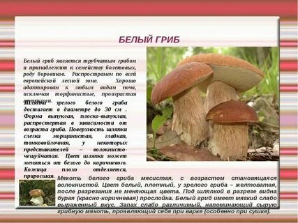 Сколько лет боровику