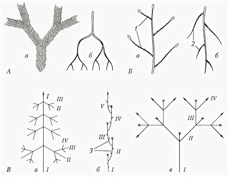 Порядок нарастания. Дихоподиальное ветвление. Ветвление у тополя схема. Типы ветвления корня. Моноподиальное корневище.