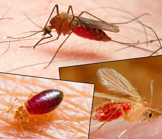 12 Common Bug Bites And How To Recognize Each One in 2019 Ant bites, Spider bite