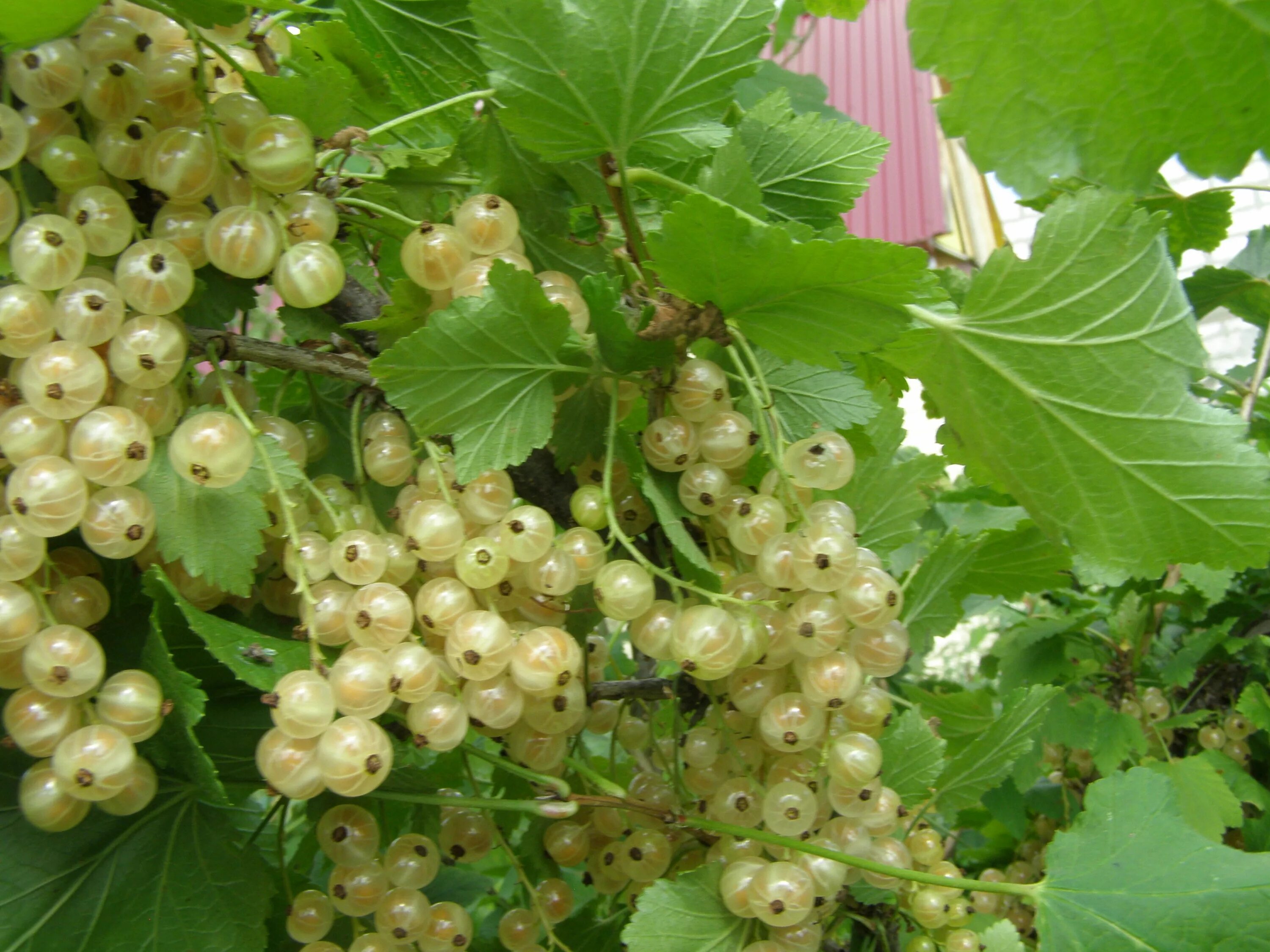 Смородина белая Ютерборгская. Смородина белая белая Фея. Ribes rubrum/смородина белая. Смородина белая Урожайная. Описание сортов белой смородины