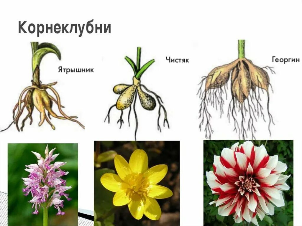 Видоизмененные корни клубеньки. Георгин корни клубни. Видоизменения корня корневые клубни. Корнеклубни строение.