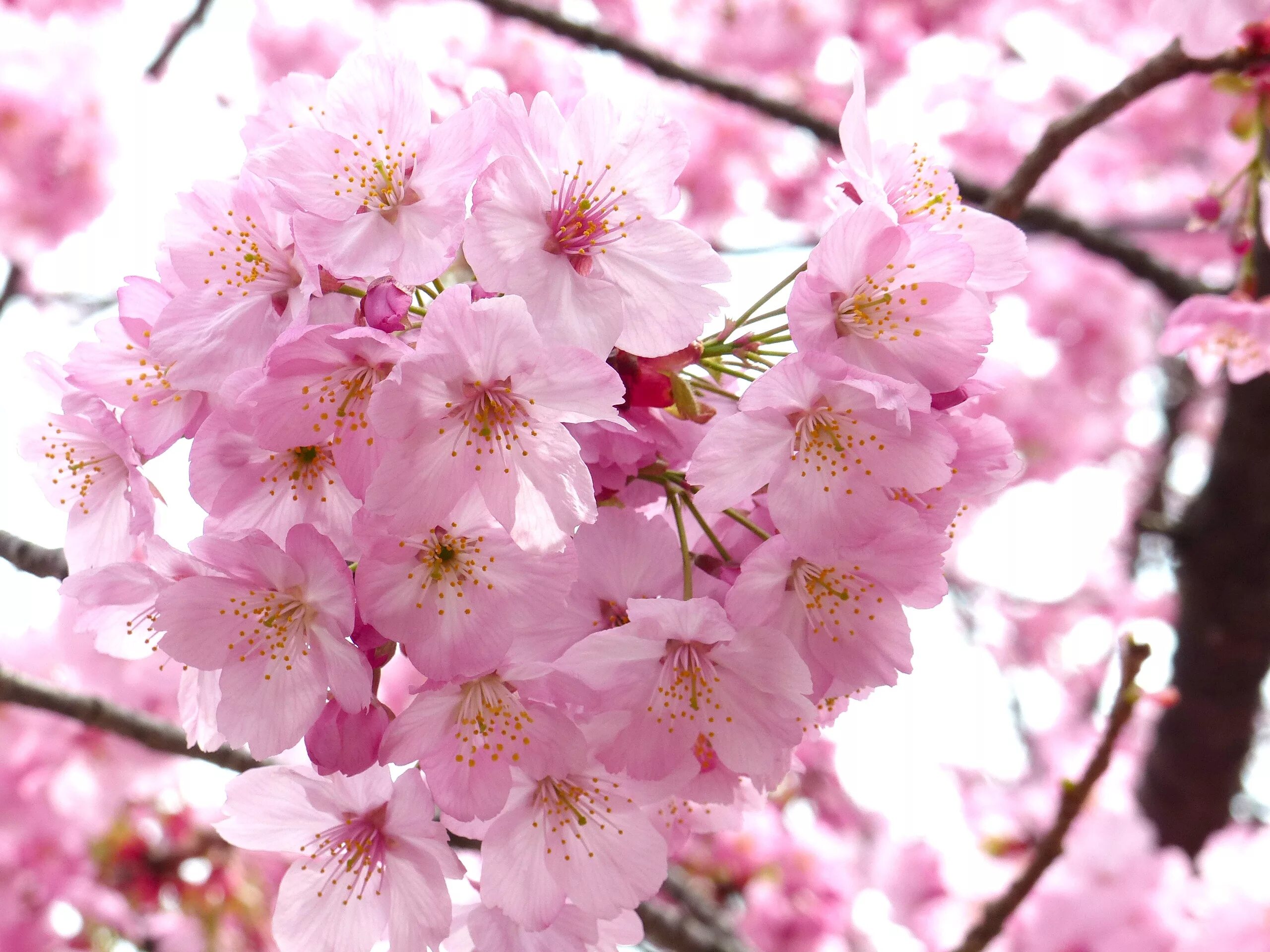 Big blossom. Черри блоссом. Сакура черри блоссом. Сакура дарахти. Цветущая Сакура.