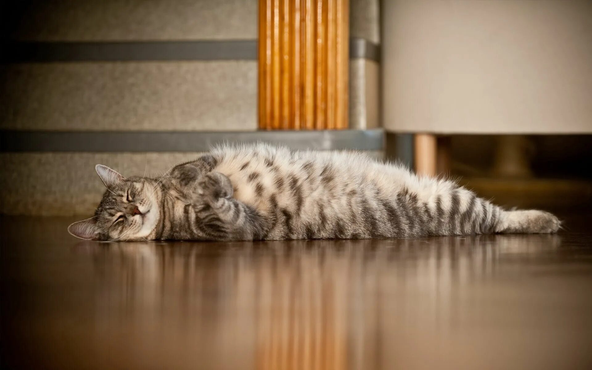 Кот лежит. Котик лежит на полу. Кот лежит на полу. Лежачий кот. Пол лапки
