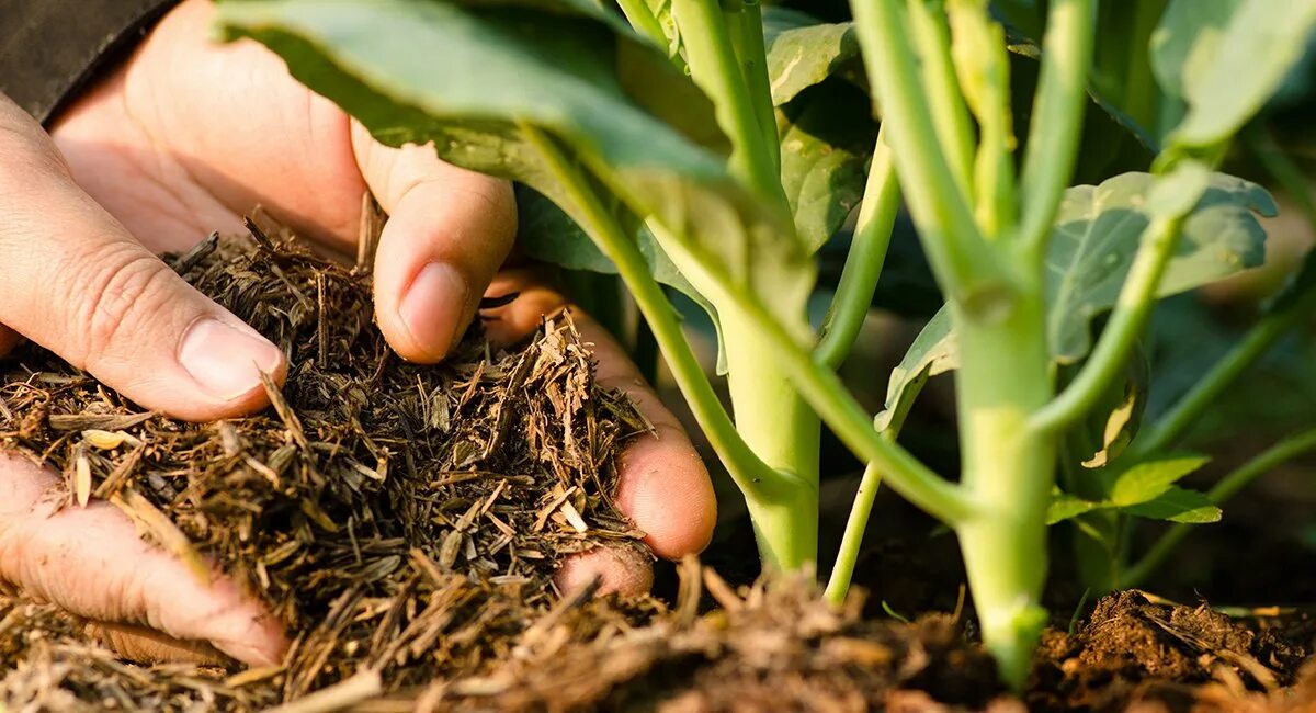 Organic fertilizer