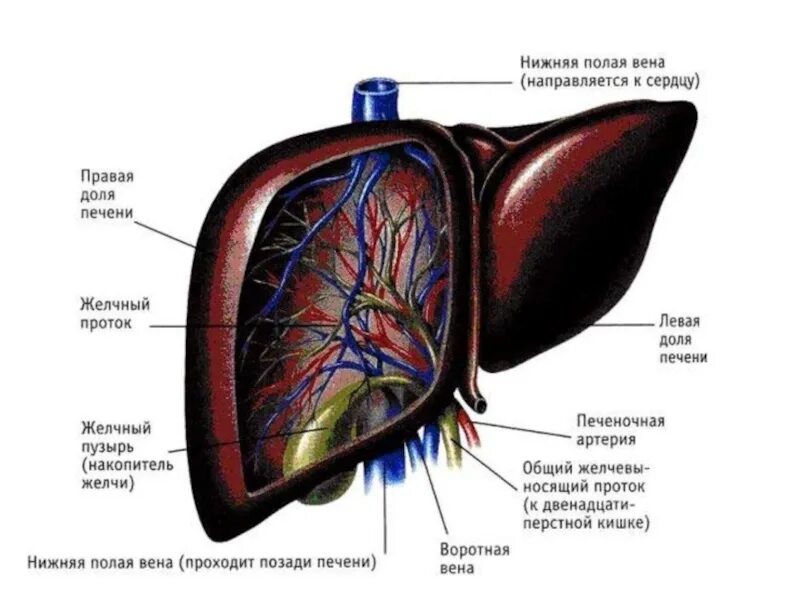 Печень ребром. Строение печени. Строение печени анатомия. Доли печени анатомия человека.