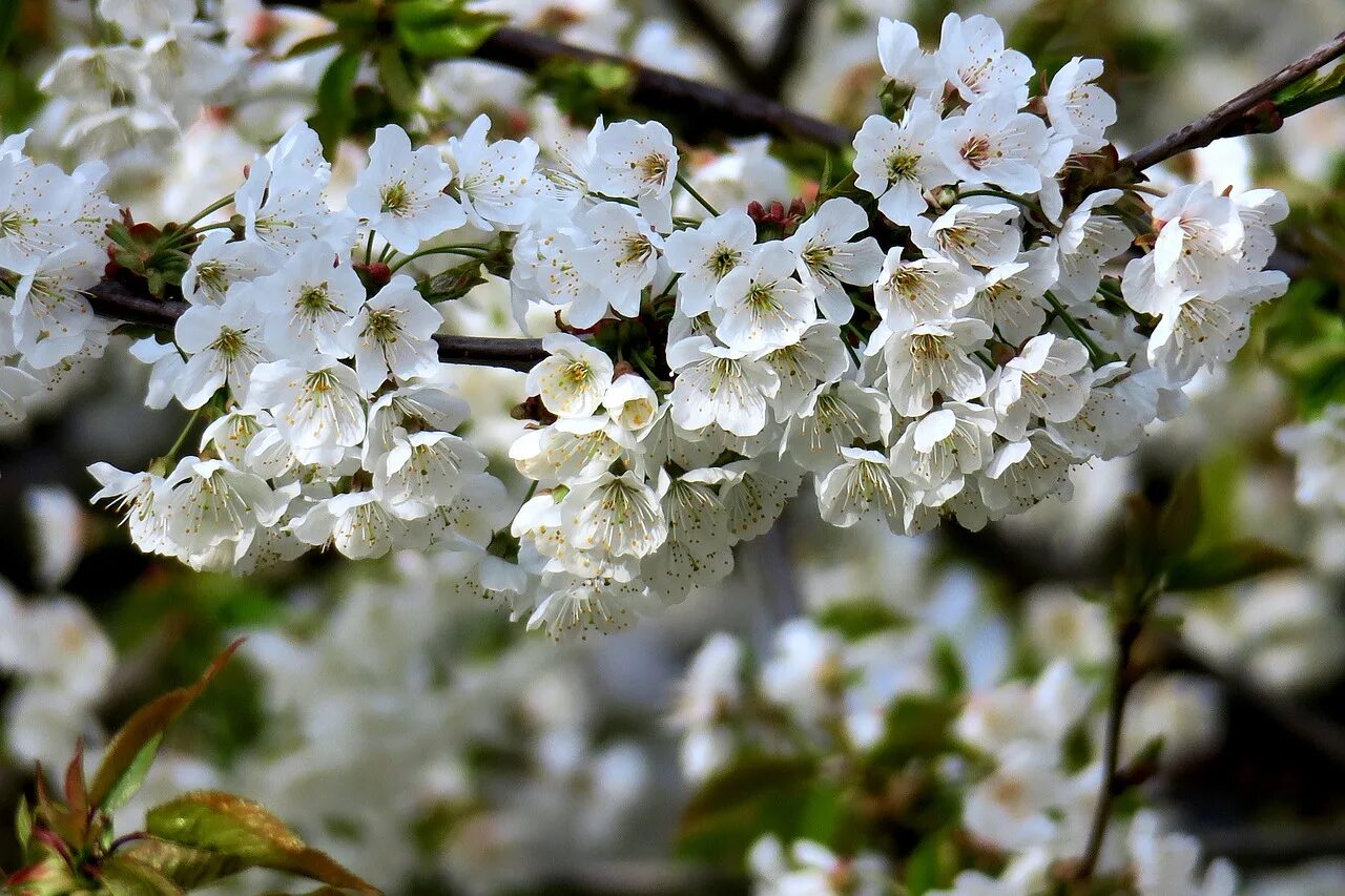 White blossoms. Сакура белая махровая. Сакура белая кустарник. Кустарниковая Сакура белая махровая. Вишня махровая белая.