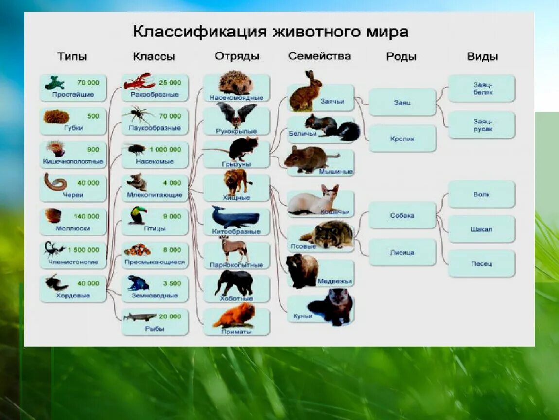 Систематика животных классификация царства. Царство животных типы классы отряды семейства. Систематику животных (типы и классы). Систематика животных таблица 7 класс по биологии. Человек как представитель царства животных реализует