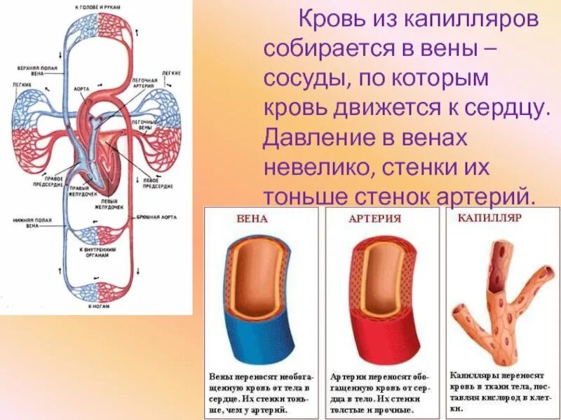 Какой сосуд называется. Сосуды артерии вены капилляры. Строение артерии вены и капилляры. Артерии вены капилляры их строение.