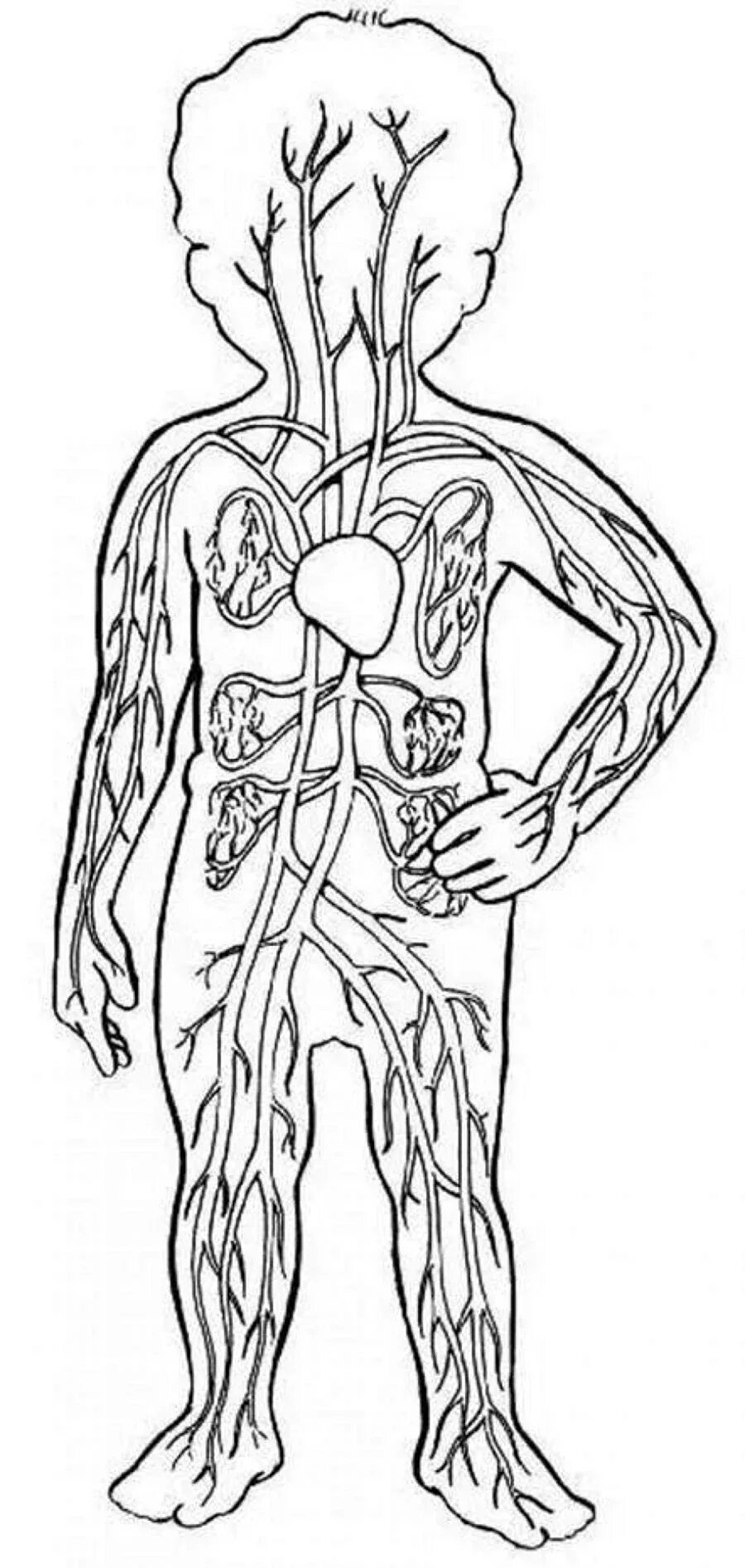 Контур тела человека. Тело раскраска. Контур человека с внутренними органами. Организм человека раскраска.